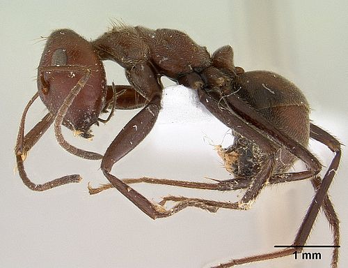 Camponotus saundersi